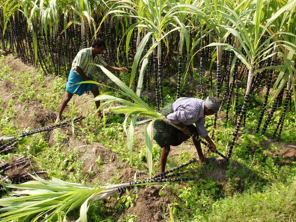 The new season is starting but Maharashtra sugar factories are paying farmers Rs 176 crore